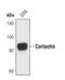 Cortactin antibody, PA5-17273, Invitrogen Antibodies, Western Blot image 