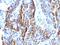 Diaphanous Related Formin 1 antibody, orb178594, Biorbyt, Immunohistochemistry paraffin image 