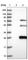 Taspase 1 antibody, HPA030825, Atlas Antibodies, Western Blot image 