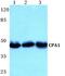 Carboxypeptidase A1 antibody, PA5-36943, Invitrogen Antibodies, Western Blot image 