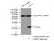 Cysteine And Glycine Rich Protein 2 antibody, 10892-2-AP, Proteintech Group, Immunoprecipitation image 