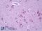 Potassium Voltage-Gated Channel Subfamily J Member 9 antibody, LS-B7260, Lifespan Biosciences, Immunohistochemistry frozen image 