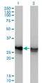 High Mobility Group Box 1 antibody, LS-B4344, Lifespan Biosciences, Western Blot image 