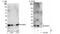 Nuclear Cap Binding Protein Subunit 2 antibody, NBP1-30445, Novus Biologicals, Western Blot image 