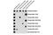 RNA Polymerase II Subunit A antibody, 14934S, Cell Signaling Technology, Dot Blot image 