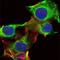 FYN Proto-Oncogene, Src Family Tyrosine Kinase antibody, MA5-15865, Invitrogen Antibodies, Immunofluorescence image 