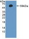 Cyclin A1 antibody, LS-C373110, Lifespan Biosciences, Western Blot image 