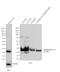 Apolipoprotein A1 antibody, MIA1404, Invitrogen Antibodies, Western Blot image 