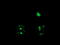 Rhotekin antibody, M07596, Boster Biological Technology, Immunofluorescence image 