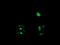 RTKN antibody, M07596, Boster Biological Technology, Immunofluorescence image 