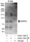Microtubule Affinity Regulating Kinase 2 antibody, A303-134A, Bethyl Labs, Immunoprecipitation image 