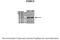 Proteasome 26S Subunit, ATPase 3 antibody, 27-143, ProSci, Western Blot image 