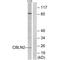 Cerebellin 2 Precursor antibody, A13905, Boster Biological Technology, Western Blot image 