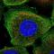 NME/NM23 Family Member 5 antibody, NBP1-92188, Novus Biologicals, Immunocytochemistry image 