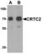 CREB Regulated Transcription Coactivator 2 antibody, LS-B10101, Lifespan Biosciences, Western Blot image 