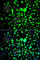 Zinc Finger And BTB Domain Containing 25 antibody, A7501, ABclonal Technology, Immunofluorescence image 