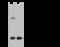 Mitochondrial Ribosomal Protein L12 antibody, 202096-T46, Sino Biological, Western Blot image 