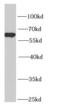 Nucleoporin 62 antibody, FNab05927, FineTest, Western Blot image 