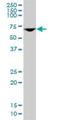 DEAD-Box Helicase 56 antibody, H00054606-M03, Novus Biologicals, Western Blot image 