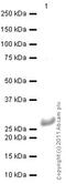 Cathepsin B antibody, ab58802, Abcam, Western Blot image 