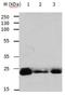 RAB6A, Member RAS Oncogene Family antibody, orb107468, Biorbyt, Western Blot image 