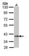 Tribbles homolog 1 antibody, PA5-29407, Invitrogen Antibodies, Western Blot image 