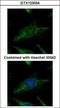 Suv3 Like RNA Helicase antibody, GTX123034, GeneTex, Immunofluorescence image 