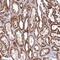 Coenzyme Q9 antibody, PA5-59352, Invitrogen Antibodies, Immunohistochemistry frozen image 