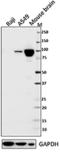 Dynamin-I antibody, 604002, BioLegend, Western Blot image 