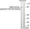 Ribosomal Protein S6 Kinase A1 antibody, LS-C199553, Lifespan Biosciences, Western Blot image 