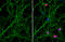 Neural Cell Adhesion Molecule 1 antibody, GTX634792, GeneTex, Immunofluorescence image 