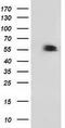 p53 antibody, TA503032, Origene, Western Blot image 