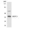 Olfactory Receptor Family 7 Subfamily C Member 1 antibody, LS-B14168, Lifespan Biosciences, Western Blot image 