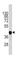 CD334 antibody, abx025553, Abbexa, Western Blot image 