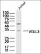 Vestigial Like Family Member 3 antibody, orb2383, Biorbyt, Western Blot image 