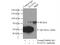 Signal Transducer And Activator Of Transcription 5A antibody, 13179-1-AP, Proteintech Group, Immunoprecipitation image 