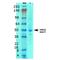 Solute Carrier Family 38 Member 1 antibody, MA5-27605, Invitrogen Antibodies, Western Blot image 