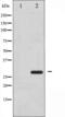 Heat Shock Protein Family B (Small) Member 1 antibody, abx010949, Abbexa, Western Blot image 