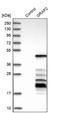 GRB2 Related Adaptor Protein 2 antibody, NBP1-83399, Novus Biologicals, Western Blot image 