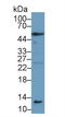 Caspase 1 antibody, LS-C297153, Lifespan Biosciences, Western Blot image 