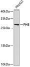 Prohibitin antibody, 13-060, ProSci, Western Blot image 