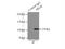 Polycystin 2, Transient Receptor Potential Cation Channel antibody, 19126-1-AP, Proteintech Group, Immunoprecipitation image 