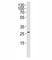 Neuregulin 1 antibody, F52563-0.4ML, NSJ Bioreagents, Western Blot image 