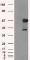 Transketolase antibody, NBP2-02292, Novus Biologicals, Western Blot image 