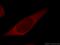 Progesterone Immunomodulatory Binding Factor 1 antibody, 14413-1-AP, Proteintech Group, Immunofluorescence image 