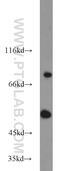 Potassium Voltage-Gated Channel Subfamily A Member 3 antibody, 14079-1-AP, Proteintech Group, Western Blot image 