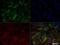 Serine/threonine-protein kinase PINK1, mitochondrial antibody, NBP2-36488, Novus Biologicals, Immunocytochemistry image 