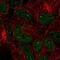 Gon-4 Like antibody, PA5-67350, Invitrogen Antibodies, Immunofluorescence image 