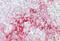 Transmembrane BAX Inhibitor Motif Containing 1 antibody, NB110-87040, Novus Biologicals, Immunohistochemistry paraffin image 