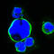 ISL LIM Homeobox 1 antibody, M02969-2, Boster Biological Technology, Immunofluorescence image 